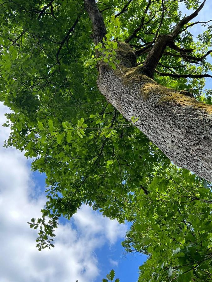 Charmante Cabane Dans Les Arbres Avec Jacuzzi Et Sauna Boismorand Luaran gambar